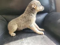 Silver, a female Australian Cattle Dog and Australian Shepherd for sale in Inkster, MI – 2 of 3