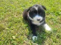 Daisy , a female Australian Shepherd and German Shepherd Dog for sale in Inkster, MI – 3 of 4