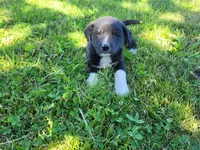 Ram, a male German Shepherd Dog and Siberian Husky for sale in Inkster, MI – 3 of 3