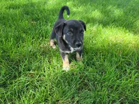 John , a male German Shepherd Dog and Labrador Retriever for sale in Inkster, MI – 2 of 4