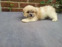 Lady, a female Bichon Frise and Shih Tzu for sale in Inkster, MI – 2 of 5