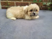 Lady, a female Bichon Frise and Shih Tzu for sale in Inkster, MI – 4 of 5