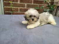 Alex , a male Bichon Frise and Shih Tzu for sale in Inkster, MI – 4 of 5