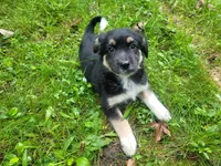 Daisy , a female German Shepherd Dog and Labrador Retriever for sale in Inkster, MI – 2 of 4