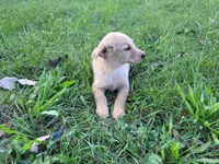 Kim, a female German Shepherd Dog and Golden Retriever for sale in Inkster, MI – 5 of 5