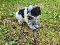 Lulu , a female Australian Cattle Dog and Poodle - Miniature  for sale in Inkster, MI – 2 of 4