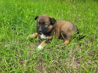 Ashley, a female Australian Shepherd and German Shepherd Dog for sale in Inkster, MI – 4 of 4