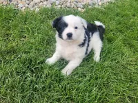 Kim, a female Miniature Australian Shepherd for sale in Inkster, MI – Photo 1 of 4