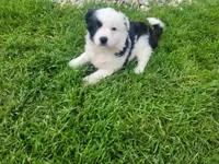 Kim, a female Miniature Australian Shepherd for sale in Inkster, MI – Photo 2 of 4