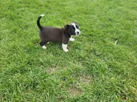 Max, a male Australian Shepherd for sale in Inkster, MI – Photo 4 of 6