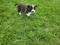 Max, a male Australian Shepherd for sale in Inkster, MI – Photo 3 of 6