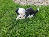 Kim, a female Miniature Australian Shepherd for sale in Inkster, MI – Photo 3 of 4