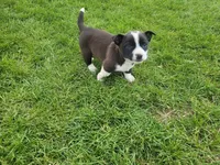 Max, a male Australian Shepherd for sale in Inkster, MI – Photo 5 of 6