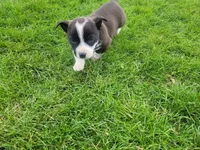 Max, a male Australian Shepherd for sale in Inkster, MI – Photo 6 of 6