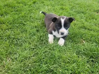 Max, a male Australian Shepherd for sale in Inkster, MI – Photo 1 of 6