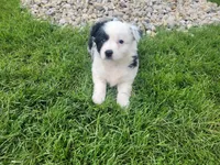 Kim, a female Miniature Australian Shepherd for sale in Inkster, MI – Photo 4 of 4