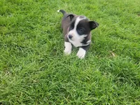 Max, a male Australian Shepherd for sale in Inkster, MI – Photo 2 of 6