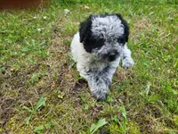 Ram, a male Australian Cattle Dog and Poodle - Miniature  for sale in Inkster, MI – 2 of 6