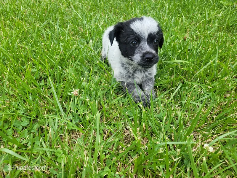 John  – Australian Cattle Dog, Poodle - Miniature  puppy for sale in Inkster, MI