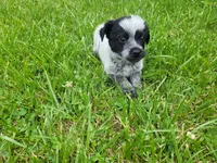 John , a male Australian Cattle Dog and Poodle - Miniature  for sale in Inkster, MI – 1 of 4