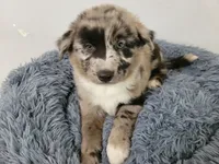 Ash, a male Australian Shepherd and German Shepherd Dog for sale in Inkster, MI – 5 of 6