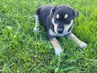 Sam, a male German Shepherd Dog and Labrador Retriever for sale in Inkster, MI – 5 of 5
