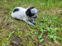 Ram, a male Australian Cattle Dog and Poodle - Miniature  for sale in Inkster, MI – 3 of 6
