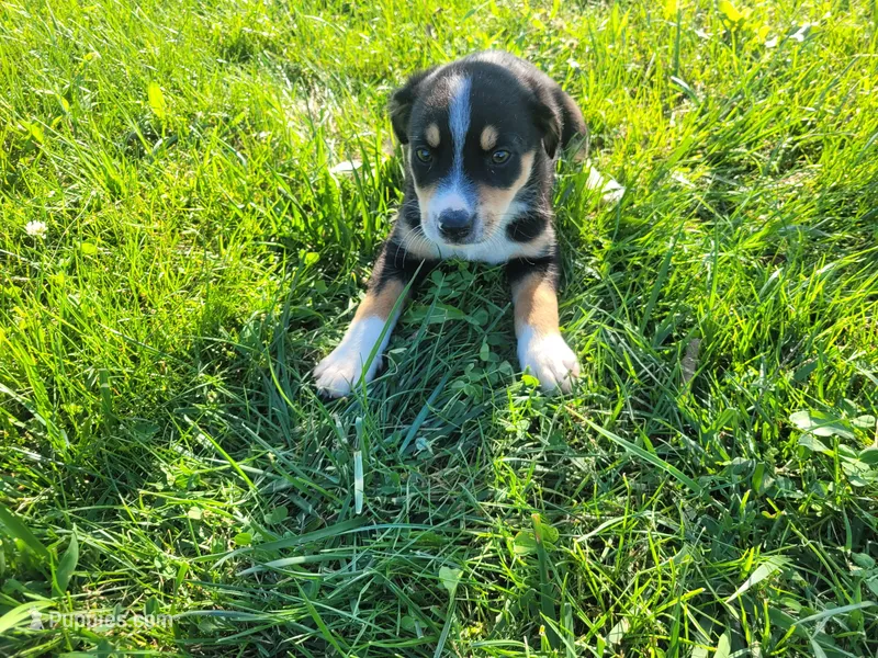 Kim – German Shepherd Dog, Labrador Retriever puppy for sale in Inkster, MI