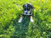 Kim, a female German Shepherd Dog and Labrador Retriever for sale in Inkster, MI – 1 of 4