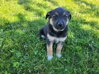 Daisy , a female German Shepherd Dog and Siberian Husky for sale in Inkster, MI – 3 of 4