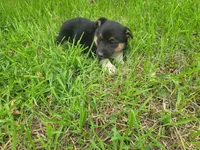 Mary, a female Australian Shepherd and German Shepherd Dog for sale in Inkster, MI – 6 of 6