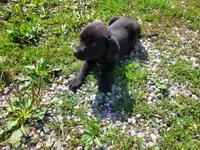 Black , a male Australian Shepherd and Labrador Retriever for sale in Inkster, MI – 3 of 5