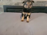 Kim, a female Australian Shepherd and German Shepherd Dog for sale in Inkster, MI – 3 of 4