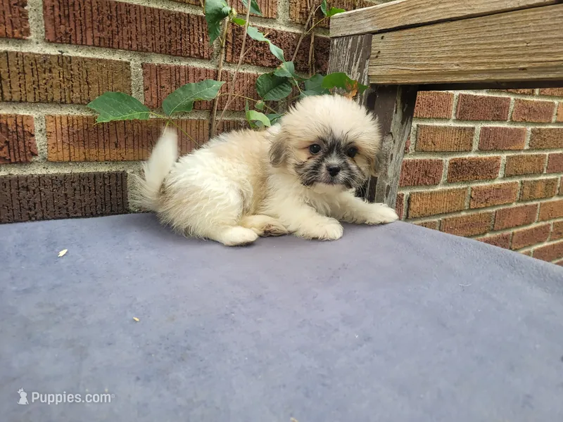 Lady – Bichon Frise, Shih Tzu puppy for sale in Inkster, MI