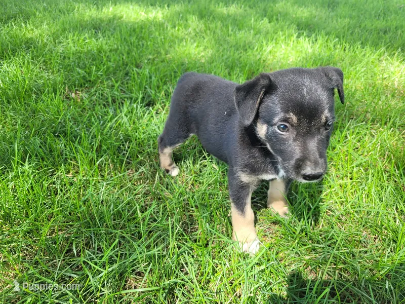 John  – German Shepherd Dog, Labrador Retriever puppy for sale in Inkster, MI