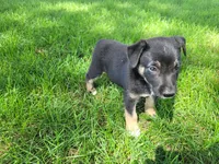 John , a male German Shepherd Dog and Labrador Retriever for sale in Inkster, MI – 1 of 4