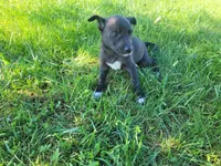 Daisy , a female German Shepherd Dog and Labrador Retriever for sale in Inkster, MI – 3 of 5