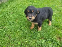 Stacy, a female Australian Shepherd and Border Collie for sale in Inkster, MI – 2 of 4