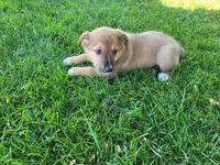 Daisy , a female Australian Shepherd and German Shepherd Dog for sale in Inkster, MI – 4 of 5