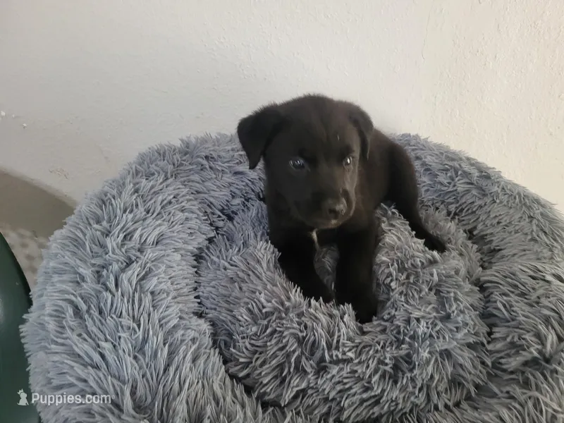 Black  – Australian Shepherd, Labrador Retriever puppy for sale in Inkster, MI