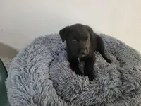 Black , a male Australian Shepherd and Labrador Retriever for sale in Inkster, MI – 1 of 4