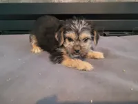 Lulu , a female Morkie for sale in Inkster, MI – 1 of 4