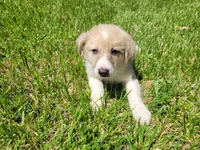 Lulu , a female Australian Shepherd and German Shepherd Dog for sale in Inkster, MI – 2 of 4