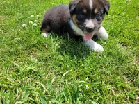 Ram, a male Australian Shepherd and German Shepherd Dog for sale in Inkster, MI – 2 of 3