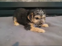 Lulu , a female Morkie for sale in Inkster, MI – 4 of 4