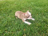 Lady, a female Boston Terrier for sale in Inkster, MI – 3 of 6