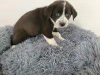 Linda , a female Australian Shepherd and German Shepherd Dog for sale in Inkster, MI – 4 of 4
