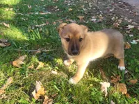 Kim , a female Australian Shepherd and German Shepherd Dog for sale in Inkster, MI – 1 of 6