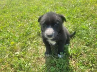 Black , a male Australian Shepherd and German Shepherd Dog for sale in Inkster, MI – 2 of 5
