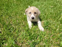 Lulu , a female Australian Shepherd and German Shepherd Dog for sale in Inkster, MI – 3 of 4